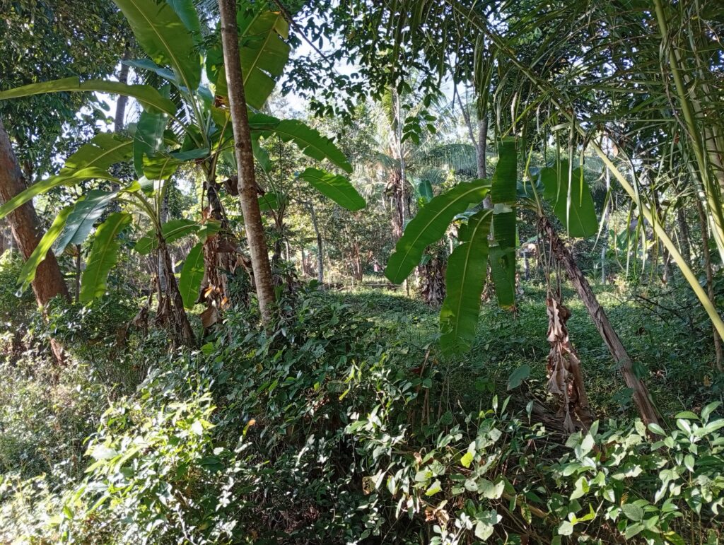 img 20260610 075255